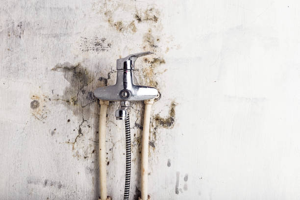  Green Level, NC Mold Removal Pros