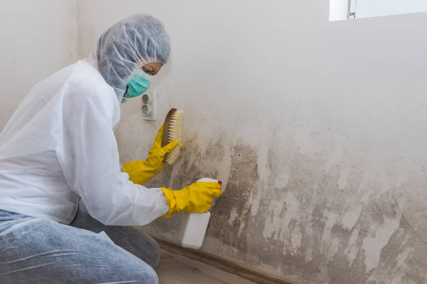 Best Mold Damage Repair  in Green Level, NC