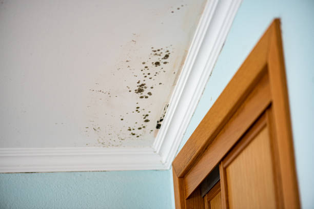 Attic Mold Removal in Green Level, NC