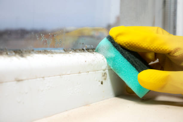 Best Mold Removal Company Near Me  in Green Level, NC