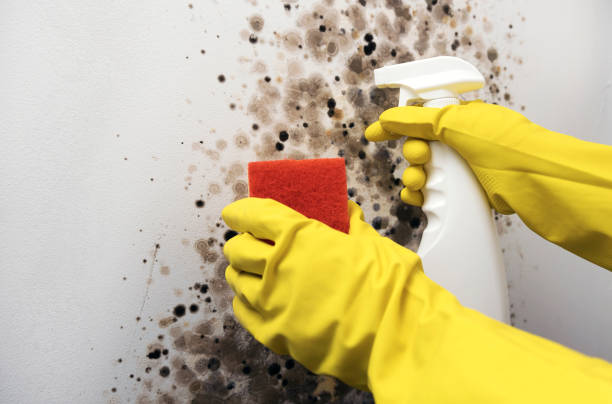 Best Fast Mold Removal  in Green Level, NC