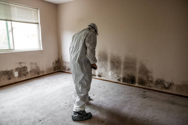 Best Home Mold Removal  in Green Level, NC