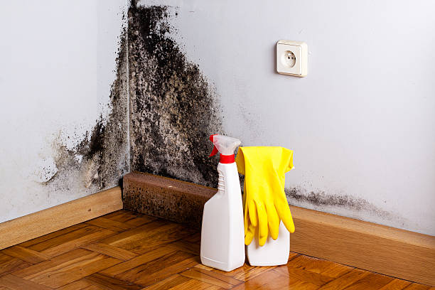 Best Home Mold Removal  in Green Level, NC