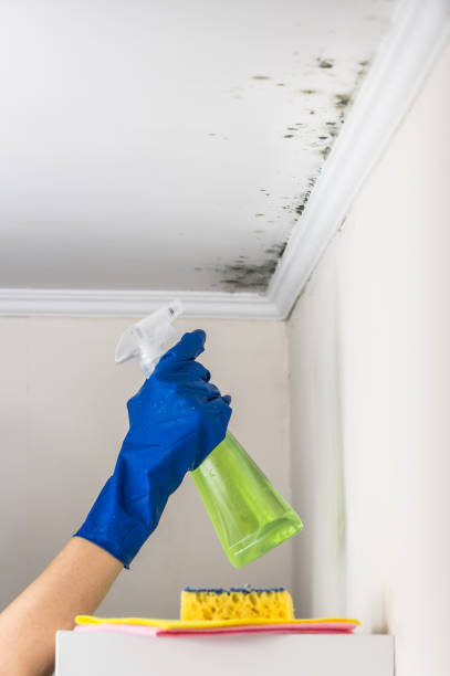 Best Commercial Mold Removal  in Green Level, NC