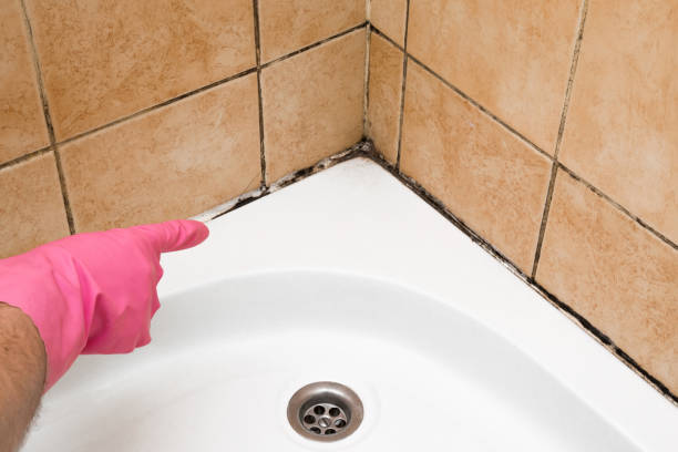 Best Same-Day Mold Removal  in Green Level, NC